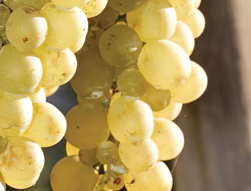 Malvasia (Malmsey)