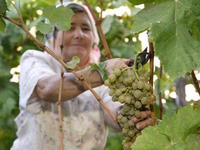 viticultora