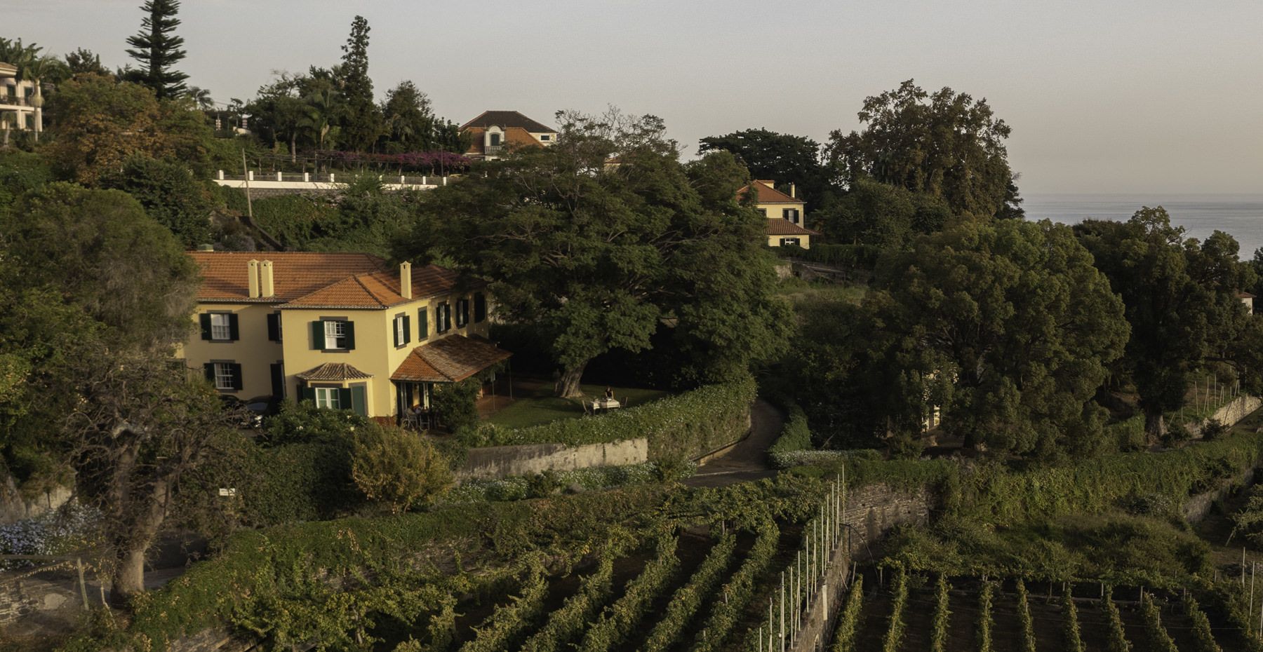 Madeira Vineyards